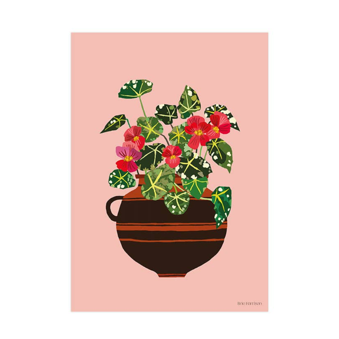 Begonia Print A3