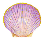 Shell Notes - 12 Shell-Shaped Cards & Envelopes (Notecards/Writing Paper)