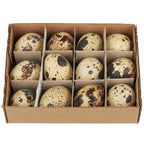 Quail Eggs