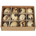 Quail Eggs